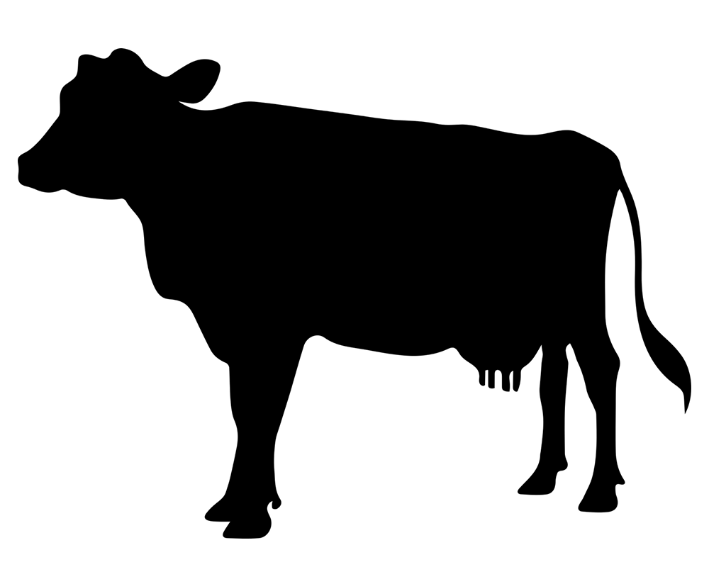 Illustration einer Kuh