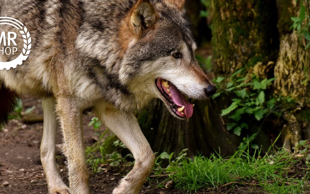 Wolf läuft im Wald auf den Weg nach Deutschland