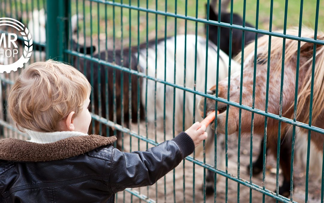 Kind füttert Pferd durch Doppelstabzaun