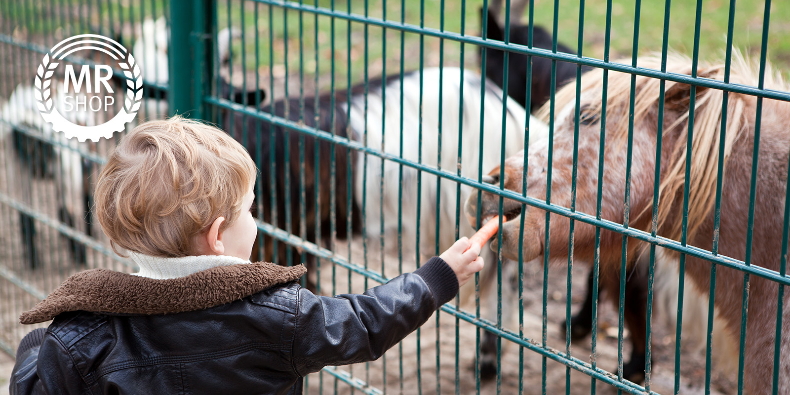 Kind füttert Pferd durch Doppelstabzaun