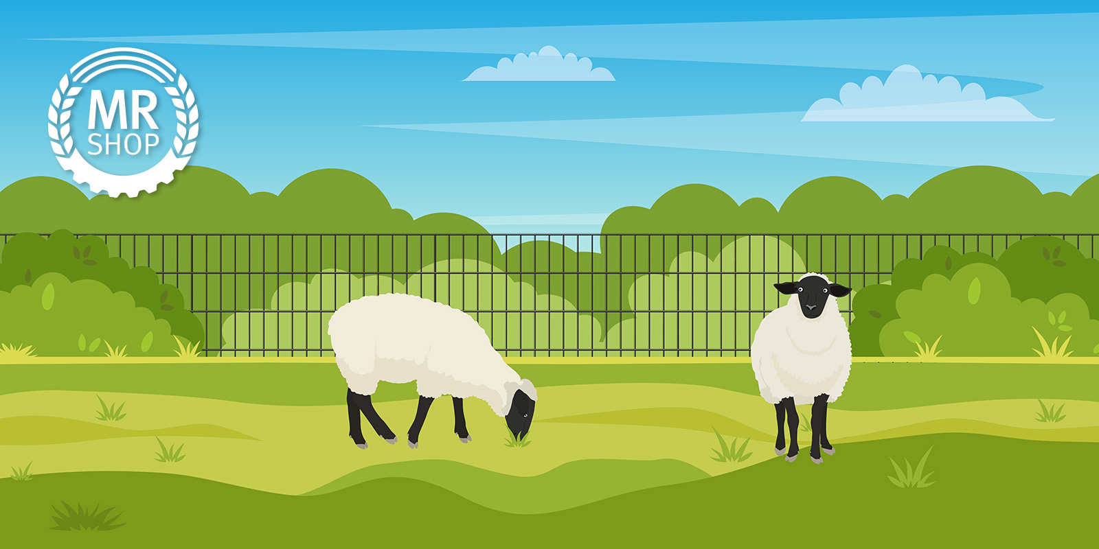 Schafe auf einer Wiese mit Zaun