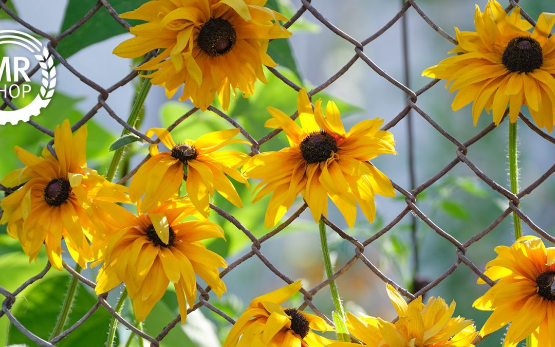 Maschendrahtzaun mit gelben Blumen