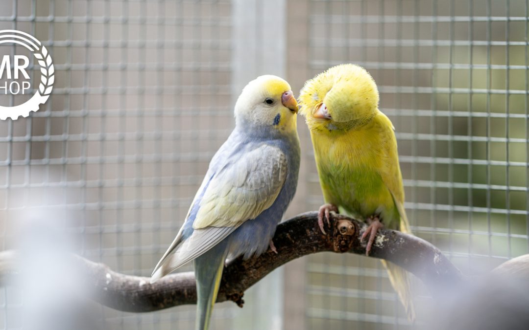 Volierendraht: Ein Vogel-Gitterhaus Marke Eigenbau